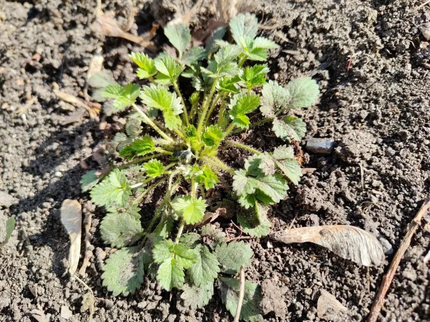 Лапчатка норвежская