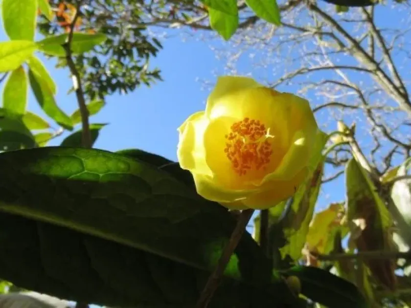 Camellia euphlebia