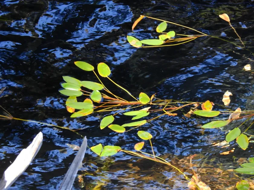 Tongue-leaf pondweed
