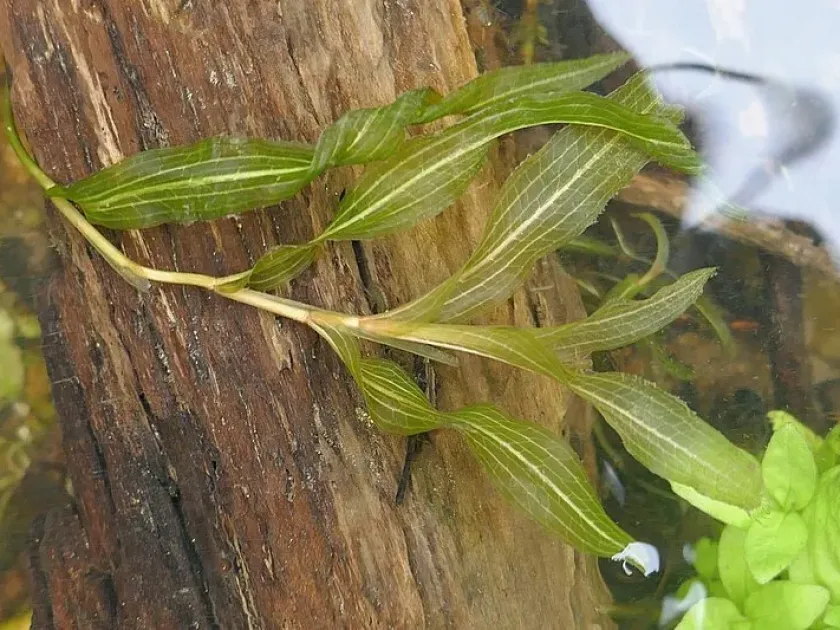 Shining pondweed