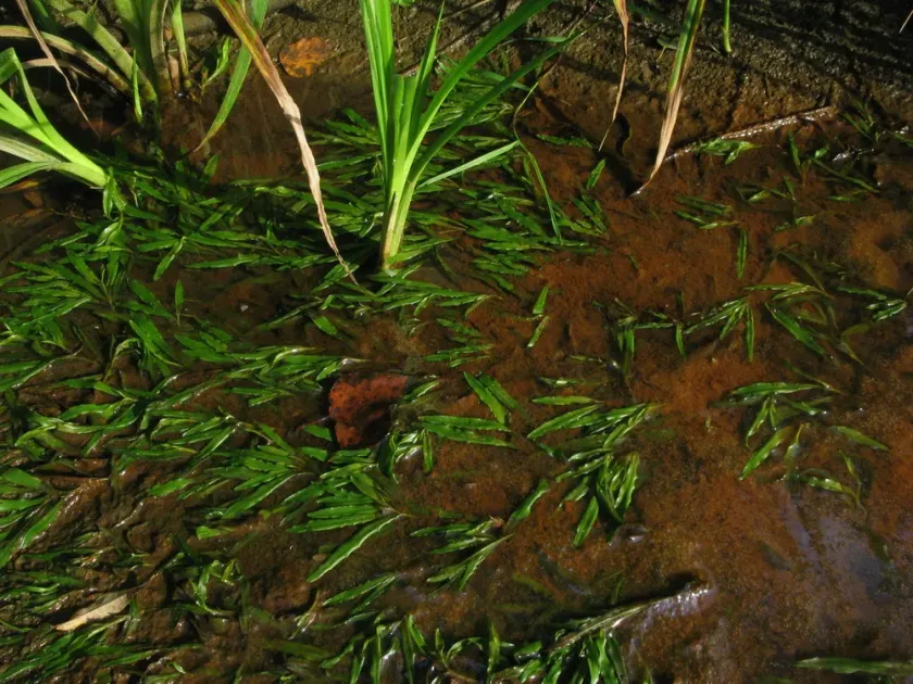 Thin-leaved pondweed