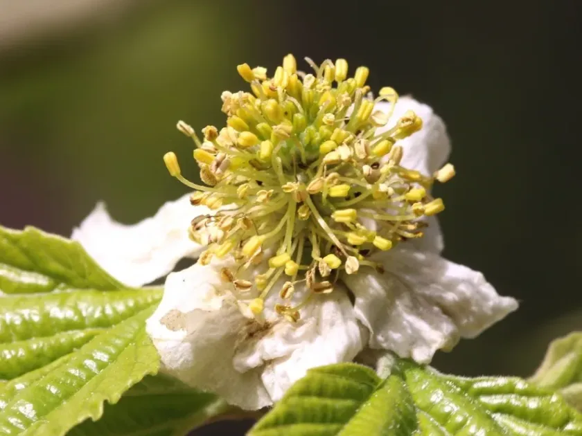 Parrotiopsis jacquemontiana
