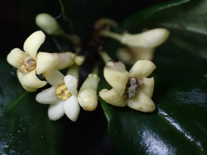 Smooth pittosporum