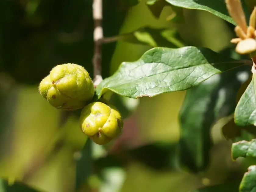 Pittosporum revolutum