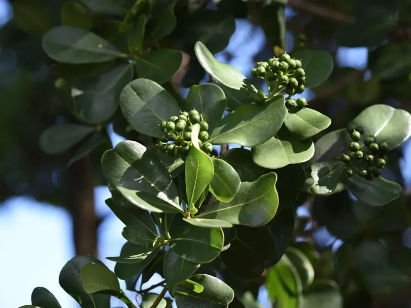 Cape pittosporum
