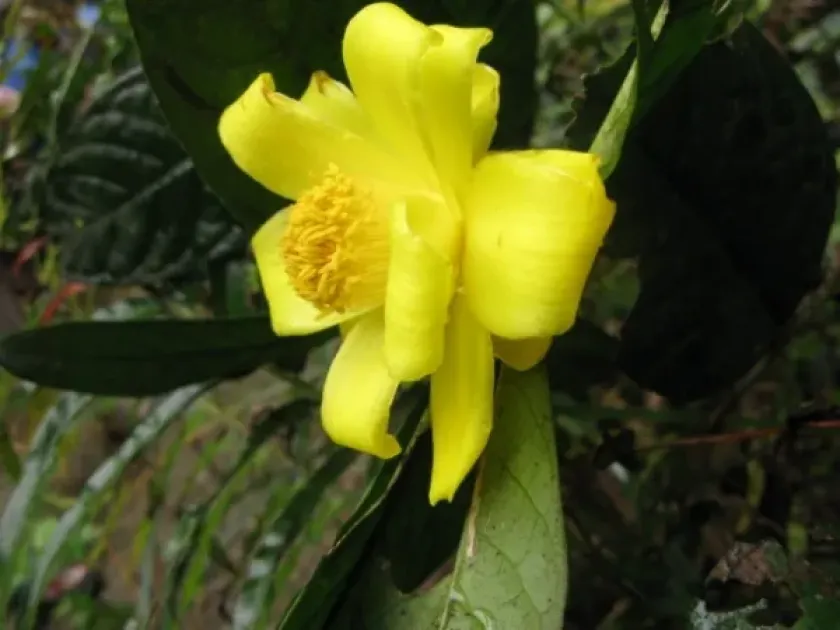 Camellia phanii