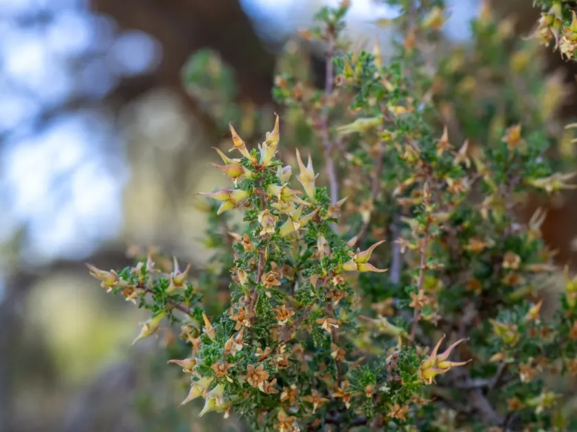 Purshia glandulosa