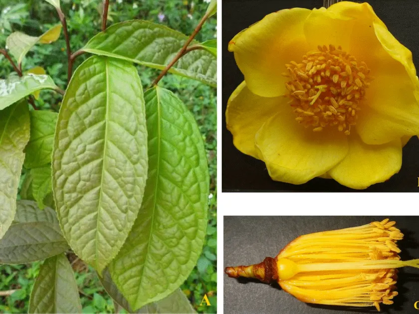 Camellia tuyenquangensis