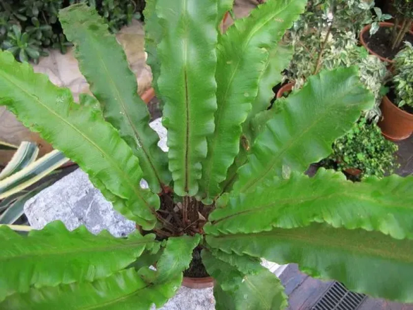 Hart's-tongue fern