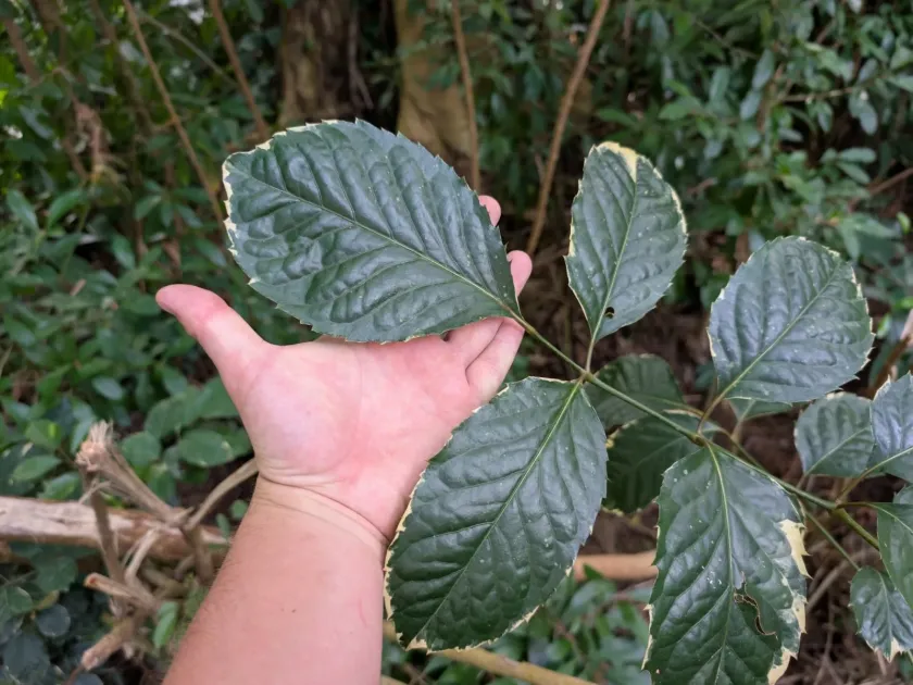 Polyscias guilfoylei