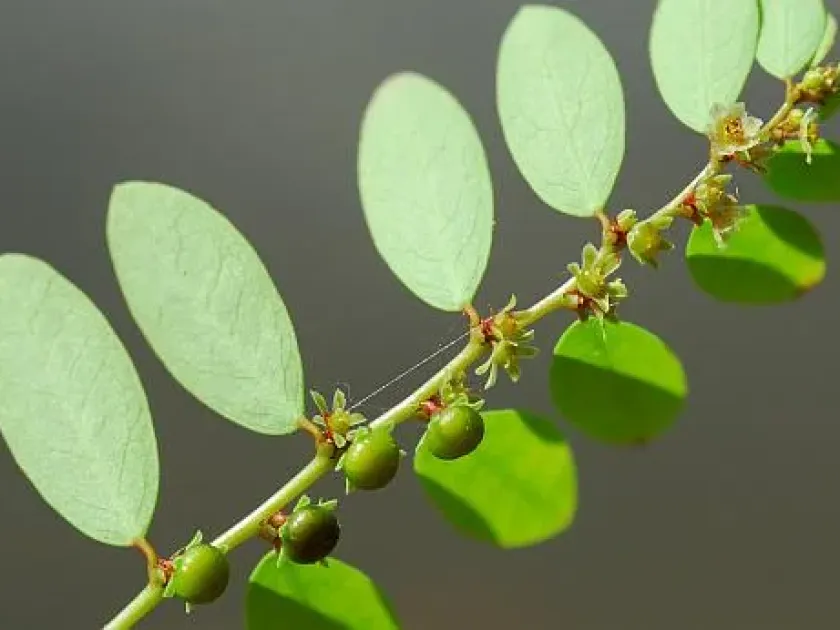 Carolina leaf-flower