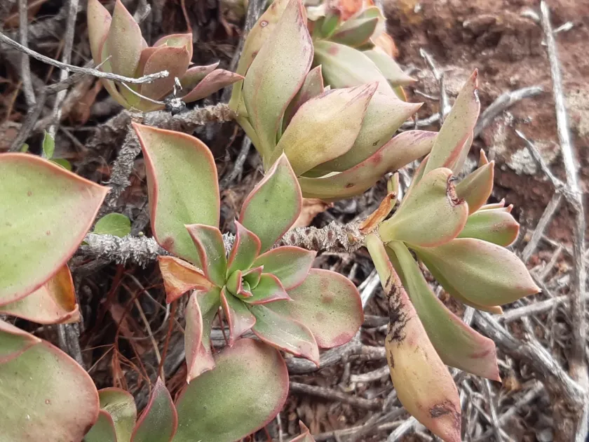 Aeonium decorum