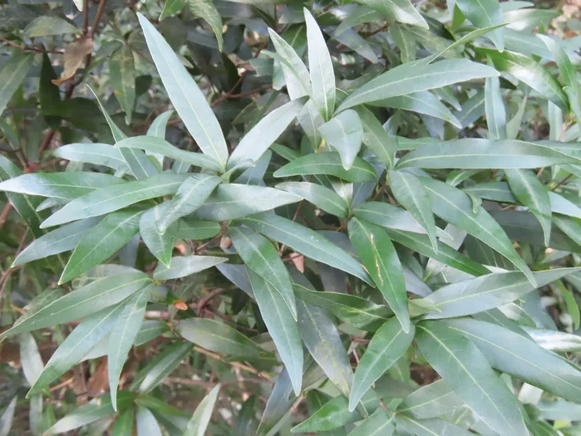 Bamboo-leaved oak