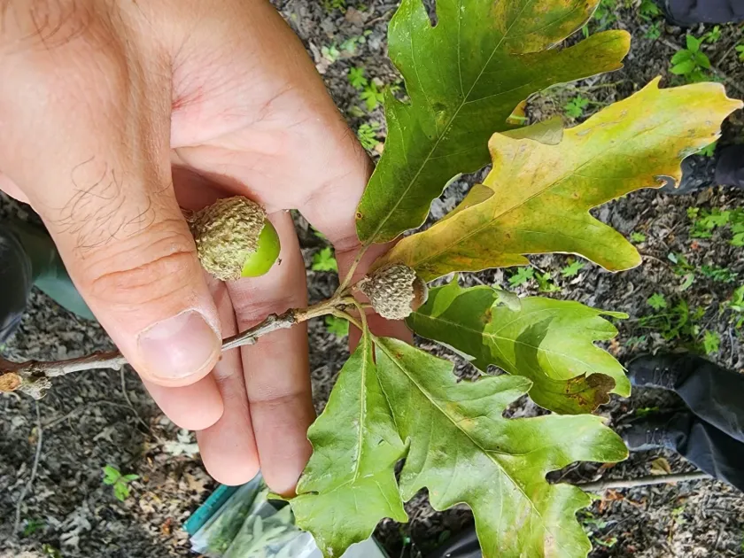 Bebb oak