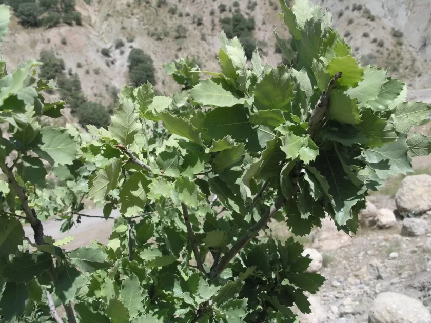 Brant's oak