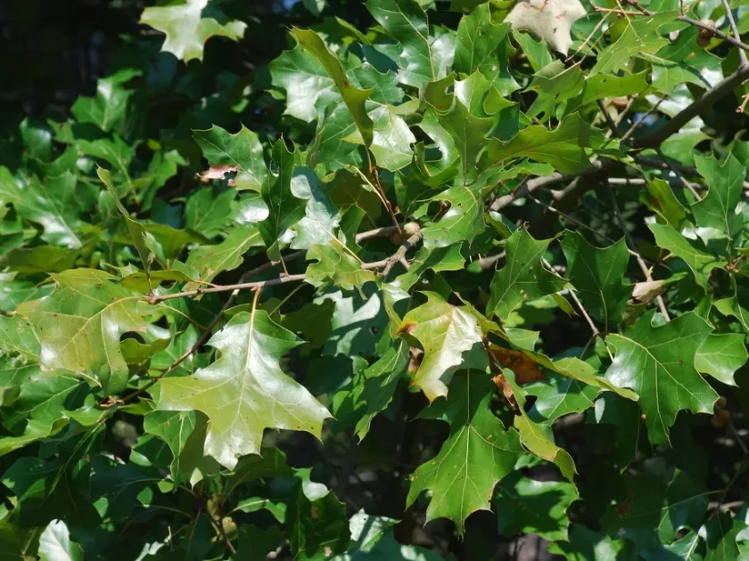 Bush oak