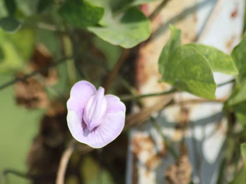 Centrosema pubescens