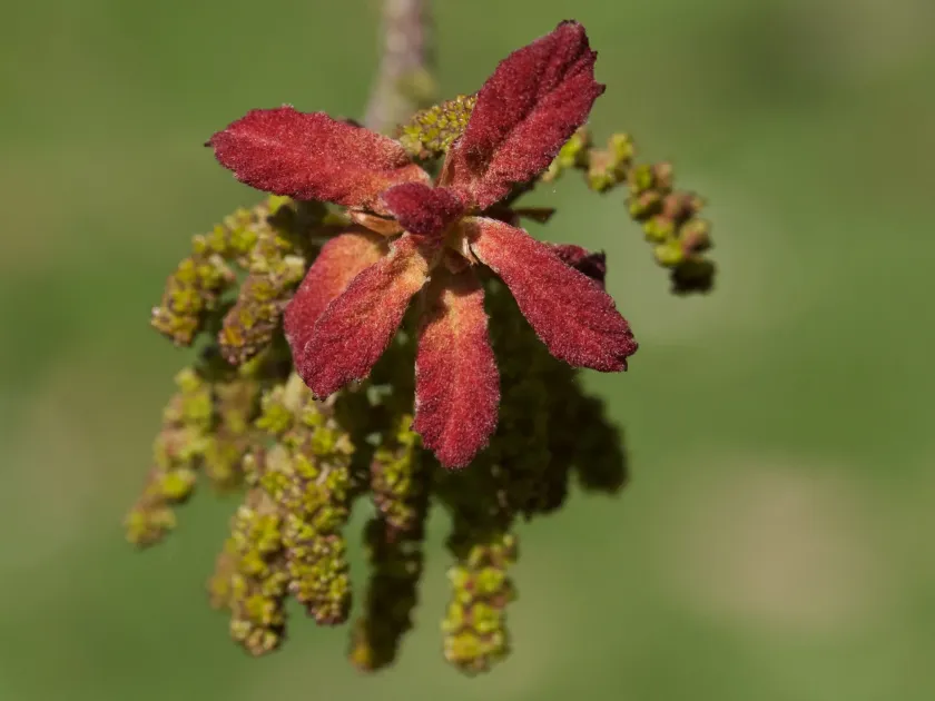 Thick-leaved oak