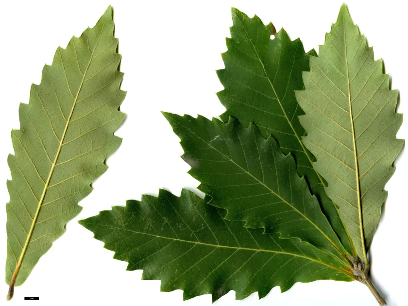 Fabri Oak