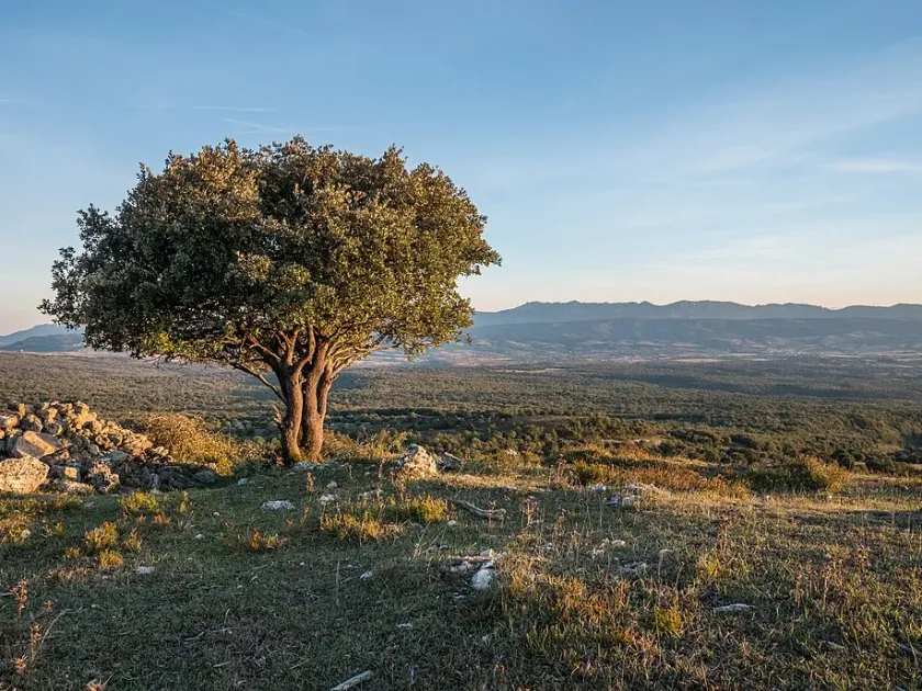 Quercus gramuntia