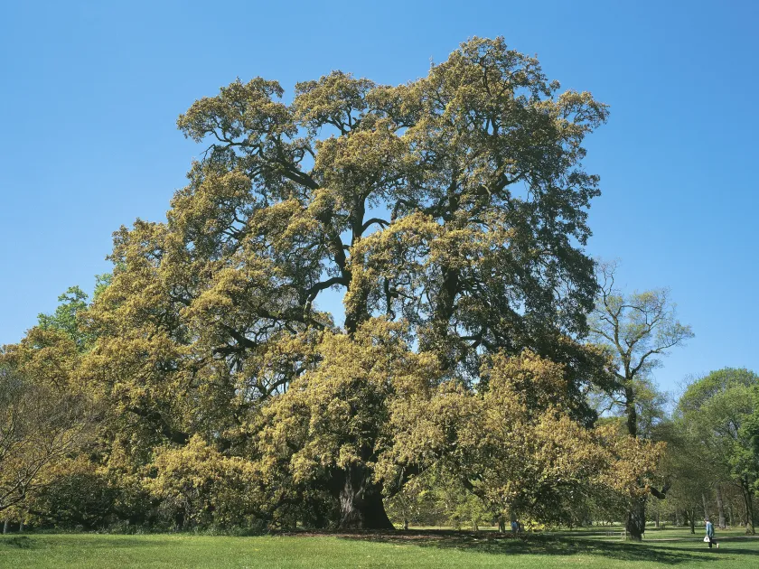 Spanish oak