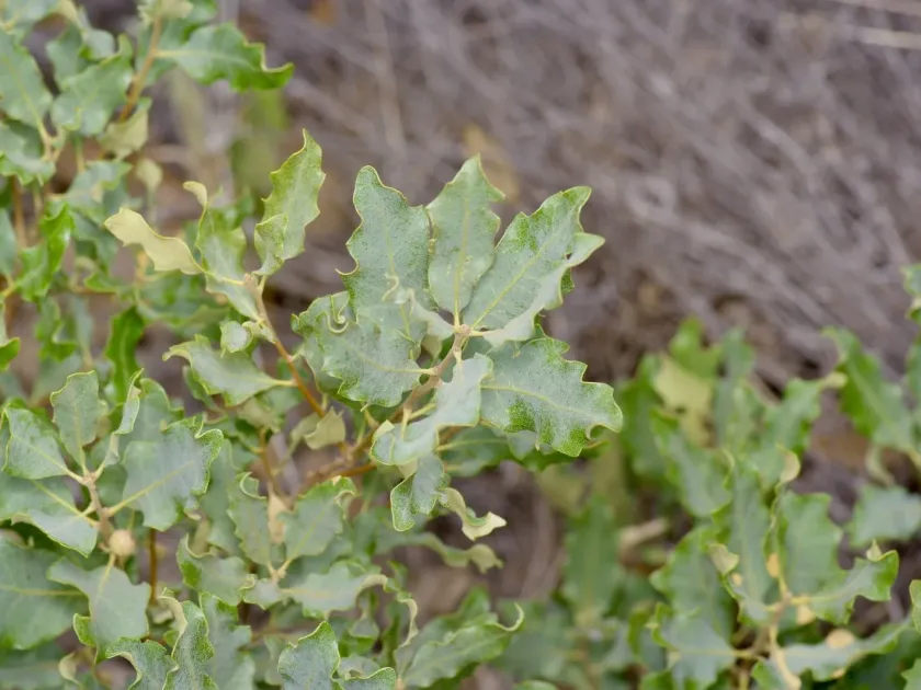 Havard oak