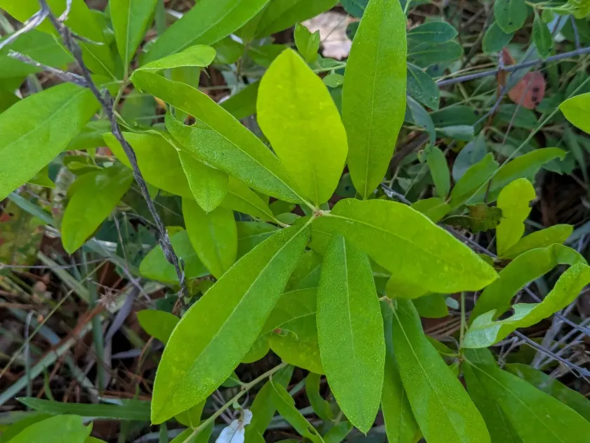 Dwarf oak