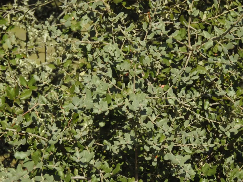 Round-leaved oak
