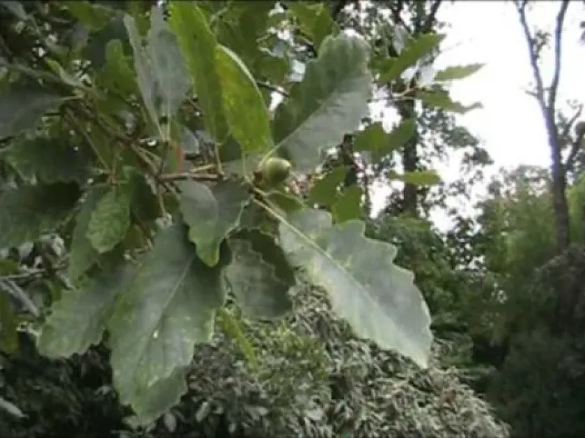 Sargent's Oak