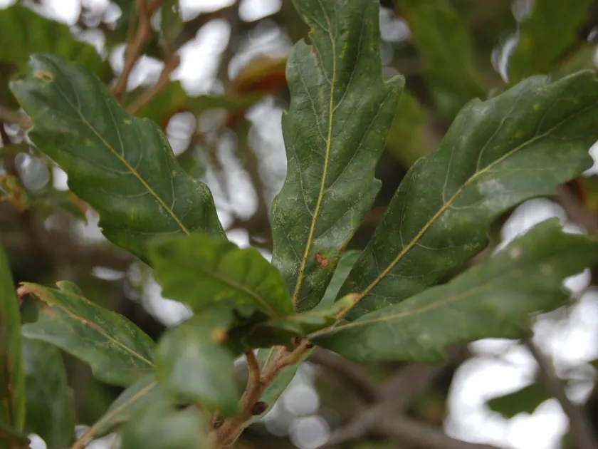 Turner's Oak