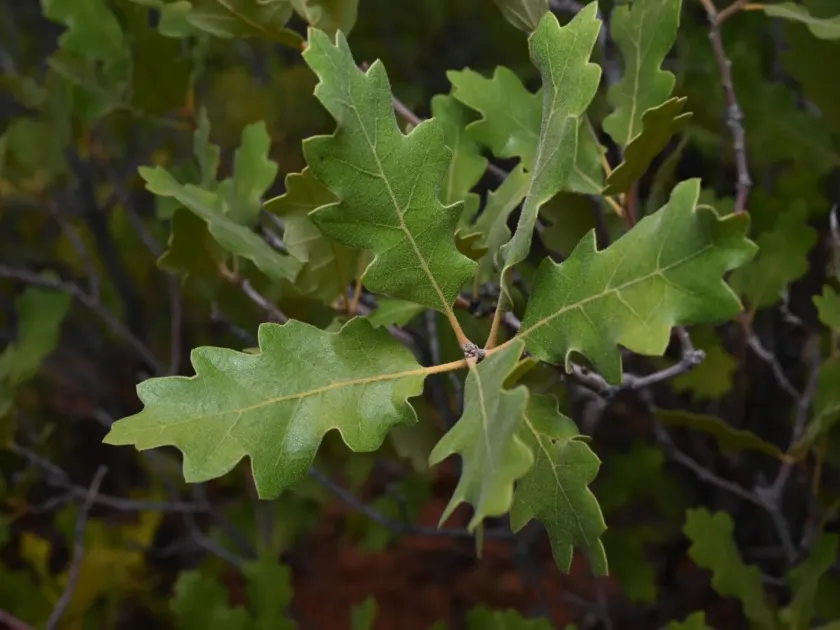 Wavyleaf oak