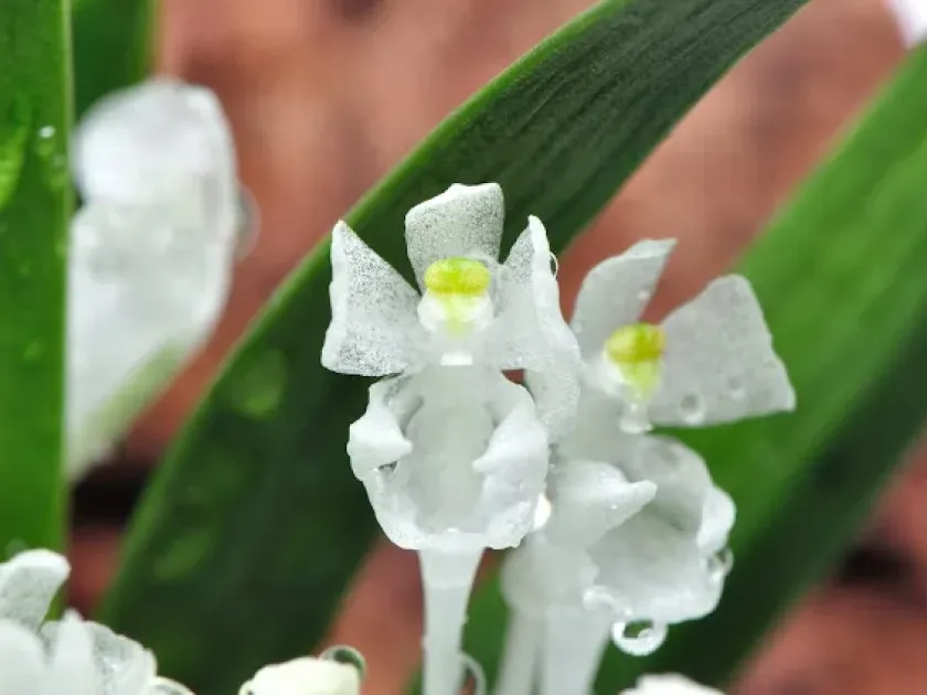 Rangaeris rhipsalisocia