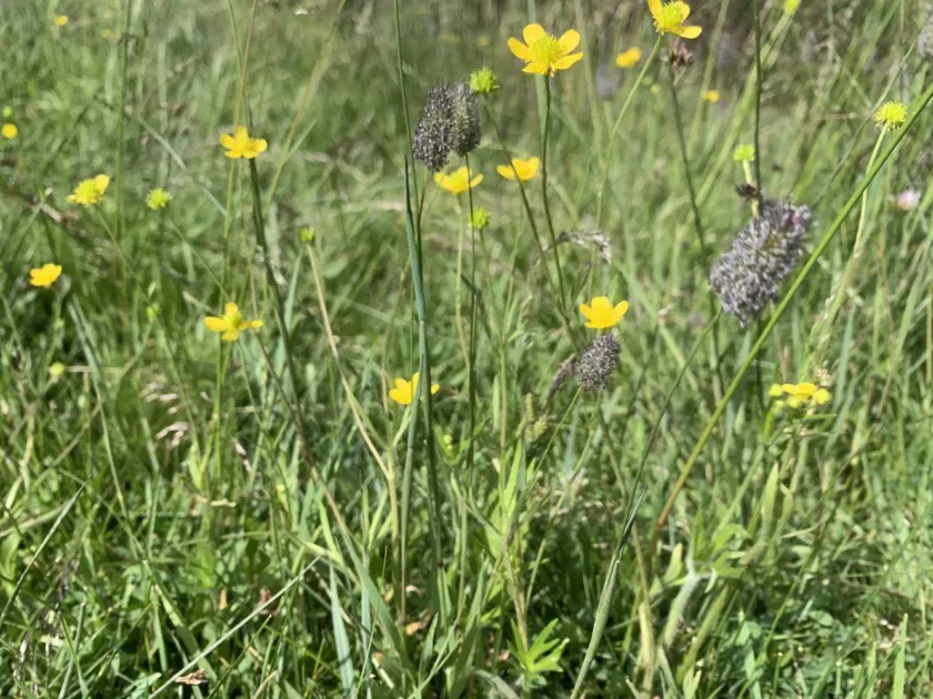 Sharp-leaved buttercup