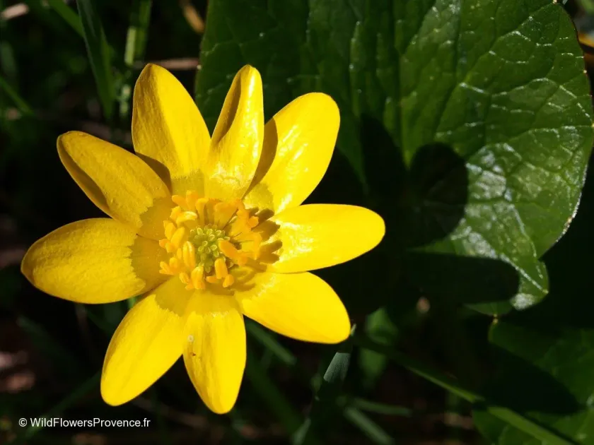 Lesser celandine