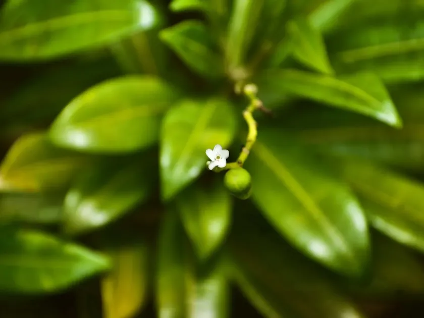 Rauvolfia salicifolia