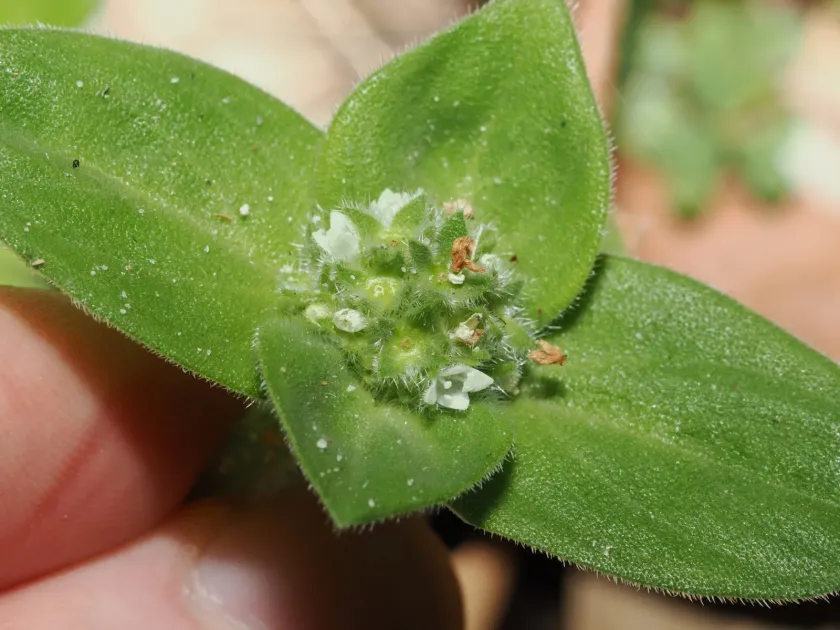Richardia humistrata