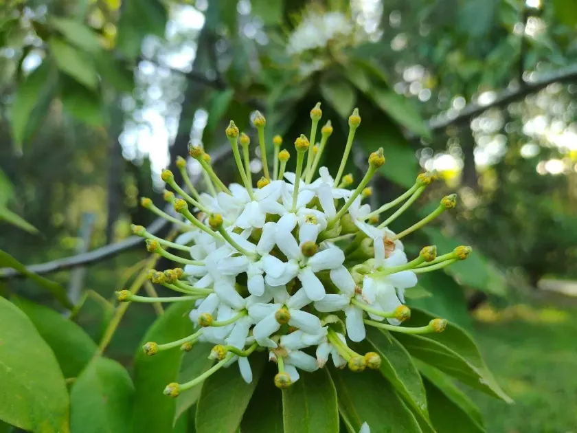 Reevesia pubescens