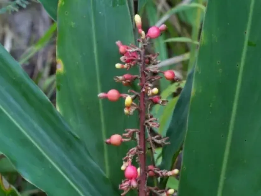 Renealmia occidentalis