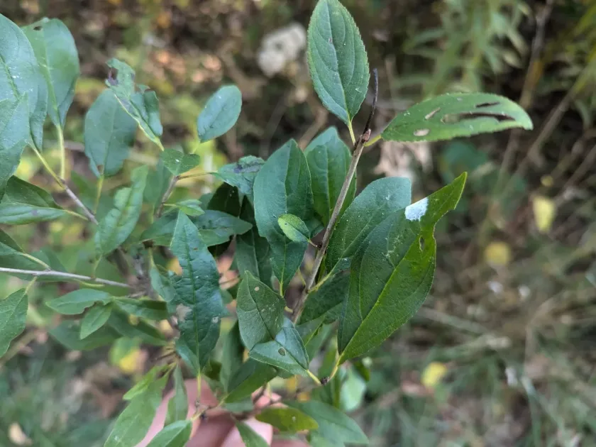 Japanese buckthorn
