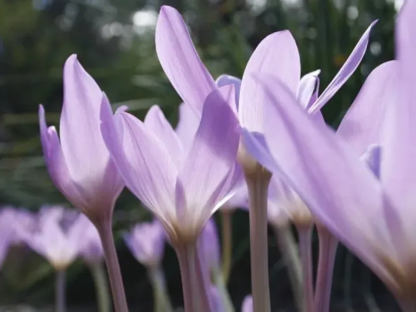Byzantine meadow saffron