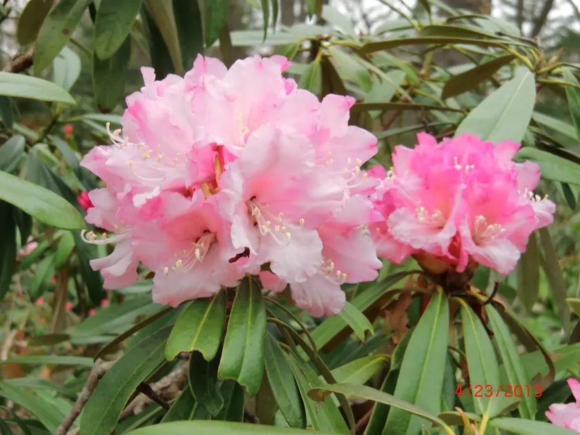 Rhododendron adenopodum
