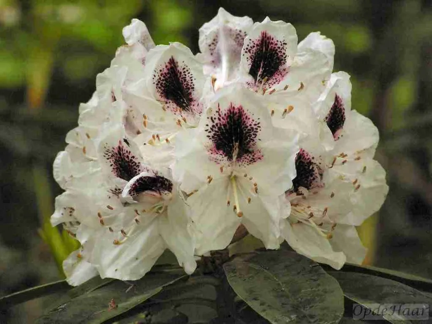 Balfour rhododendron
