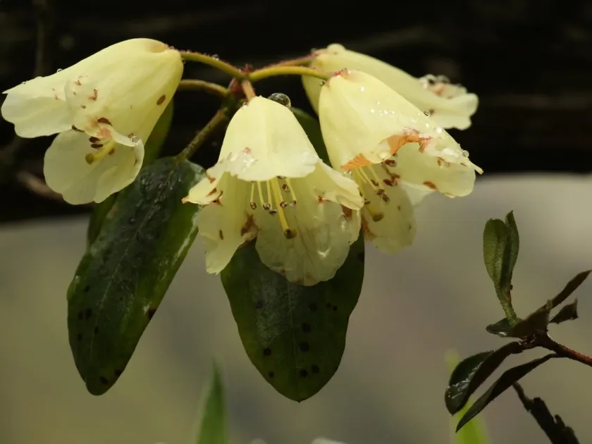 Rhododendron campylocarpum