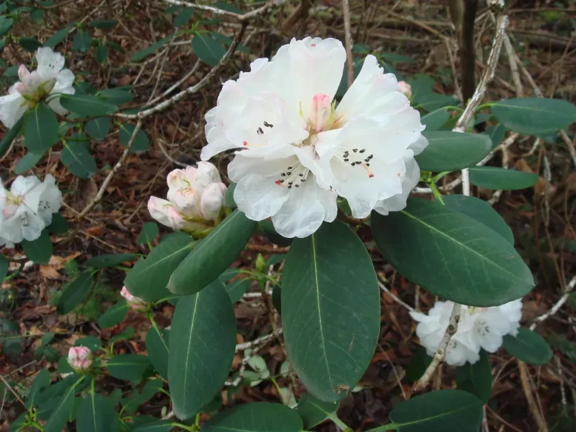 Rhododendron cyanocarpum