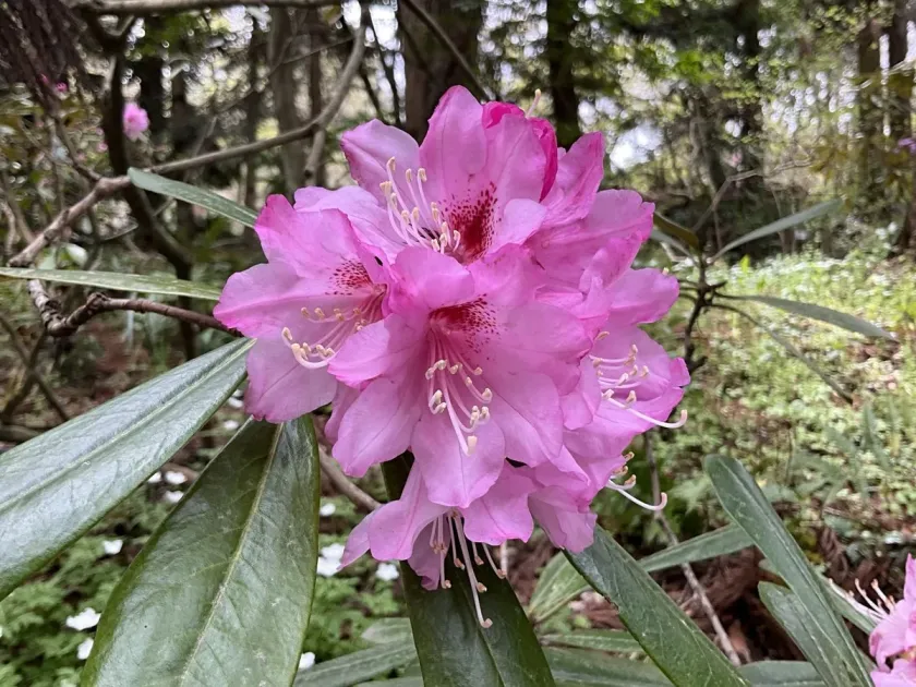 Japanese heptamerous rhododendron