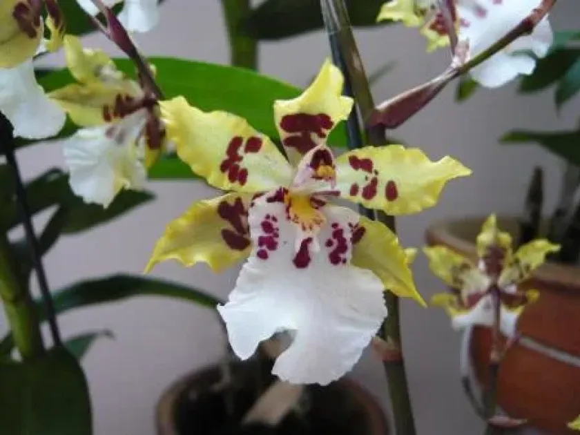 Colmanara