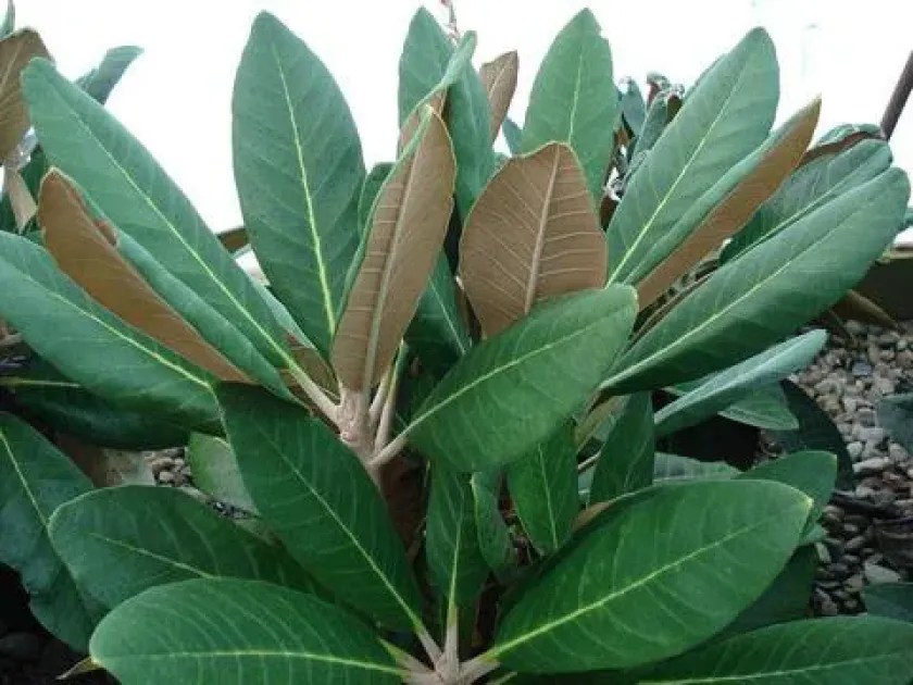 Rhododendron fictolacteum