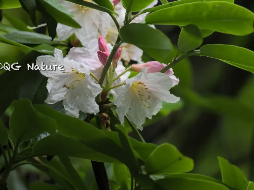 Fortune's rhododendron