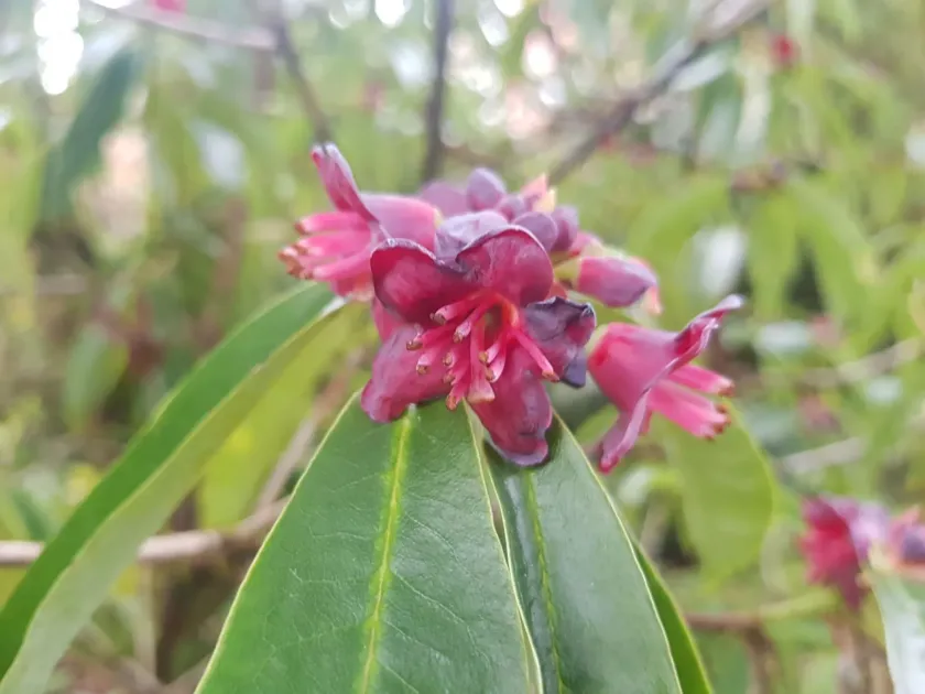 Rhododendron genestierianum