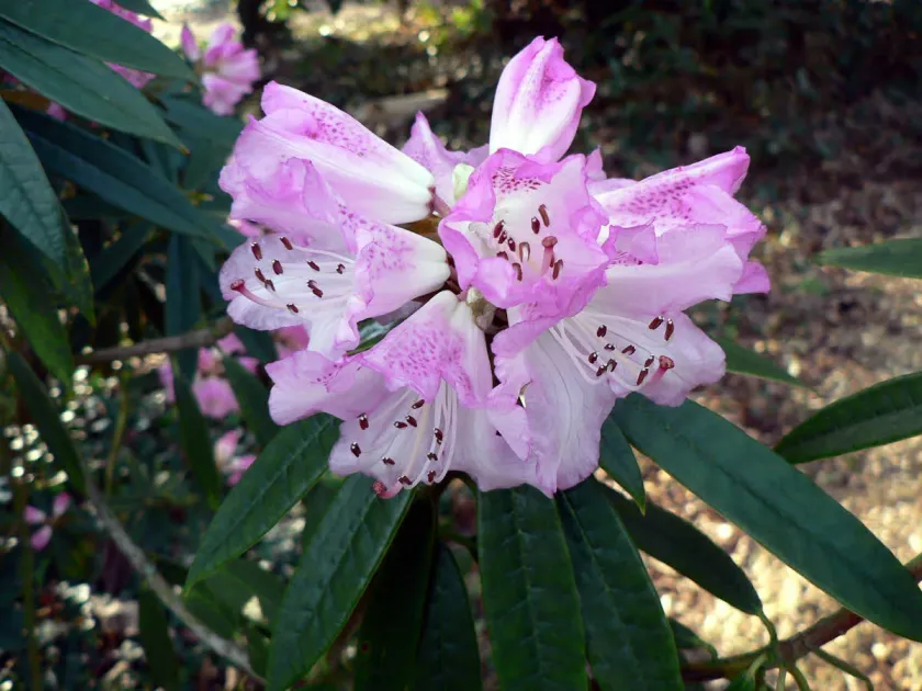 Hunnewell's rhododendron